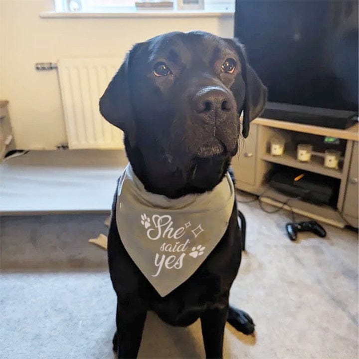 Hunde-Bandana, Geschenke für Hundeliebhaber